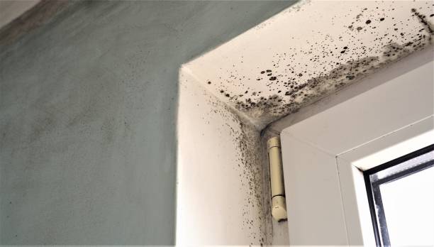 Best Mold-Related Health Consultation  in Fairview Ferndale, PA